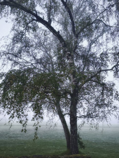 Tree in fog, Dordogne, France