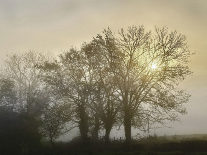 Misty sunrise through trees