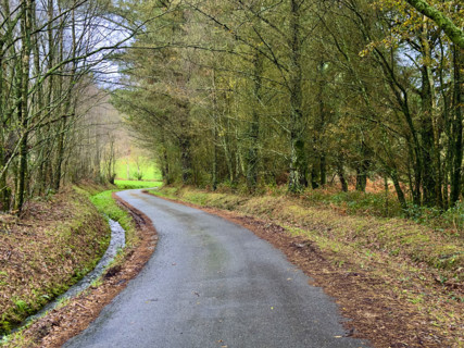 Paved road through wooded landscape, Galicia, Spain