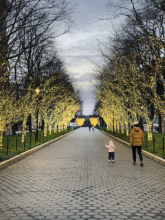 College Walk at dusk with illuminated lights wrapped around trees, Columbia University, New York