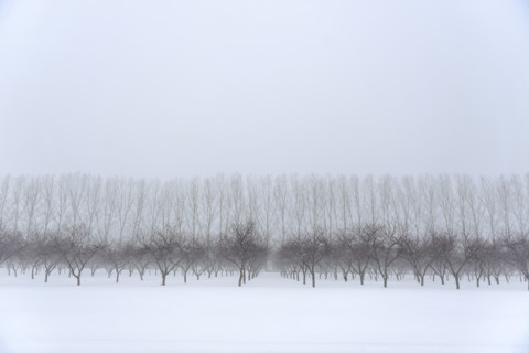 Cherry orchard in winter