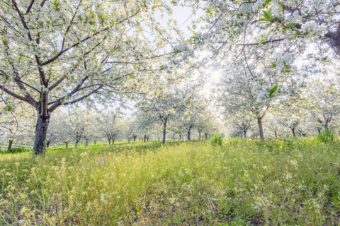 Field of white cherry blossoms