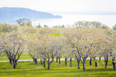 Field of white cherry blossoms