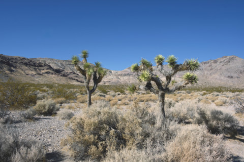 Two Joshua trees in desert valley