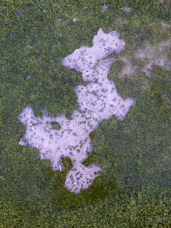 High angle view of frozen water on green synthetic grass