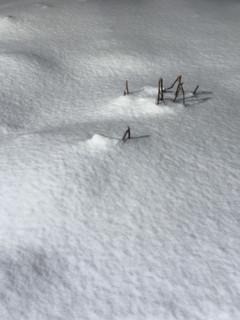 twigs poking through snow