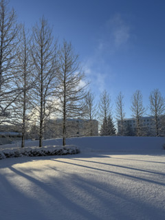 Bare trees casting long shadows from late afternoon sun on snowy park in winter