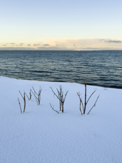 Sprigs of vegetation poking through snow by the ocean