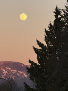 Full moon in late winter sky with evergreen tree in foreground and mountains in background