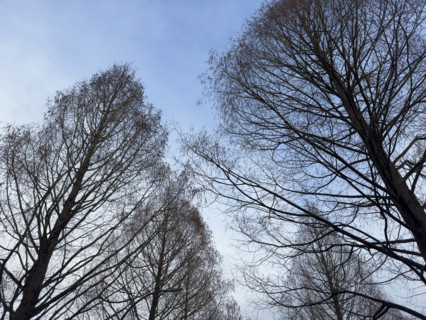 Silhouette of bare trees against blue sky in early spring, low angle view