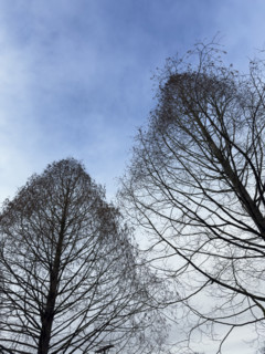 Silhouette of two bare trees against blue sky in early spring, low angle view