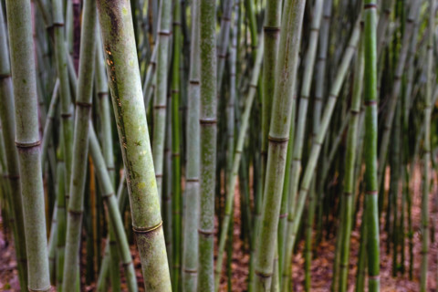 Grove of bamboo