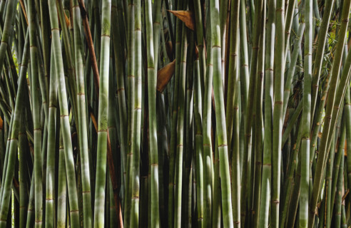 Thicket of bamboo stalks