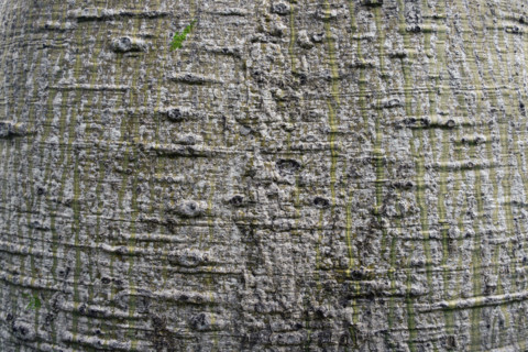 Close up detail of Queensland bottle tree bark