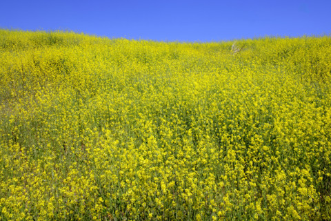 Field of invasive Mustard plants in bloom, Upper Las Virgenes Canyon Open Space Preserve, Calabasas, California, USA