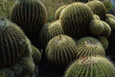 Golden Barrel cactuses