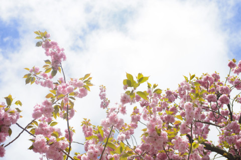 Low angle view of branches of Sakura cherry blossoms in full bloom against wispy cloudy sky