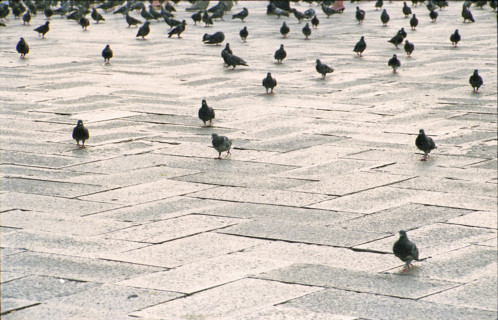 Pigeons in St Marks Square, Venice, Italy