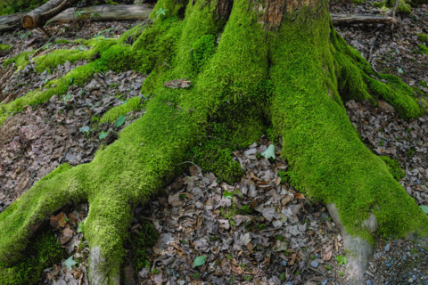 Moss growing on exposed tree roots along hiking trail