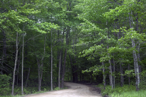 Country road winding through woods