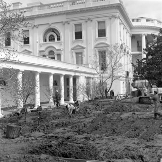 Group of unidentified workers dig into section of the lawn at the Rose Garden construction site