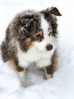 Miniature Australian Shepherd in snow