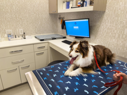 Miniature Australian shepherd in veterinary examination room