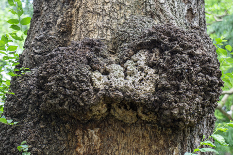 Tree burl, close-up detail, Washington Square Park, Greenwich Village, Manhattan, New York City,
