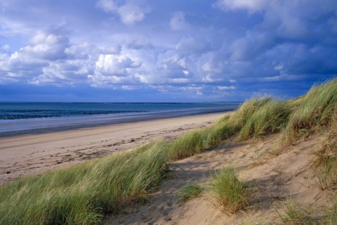 Dune à Audresselles, Pas-de-Calais