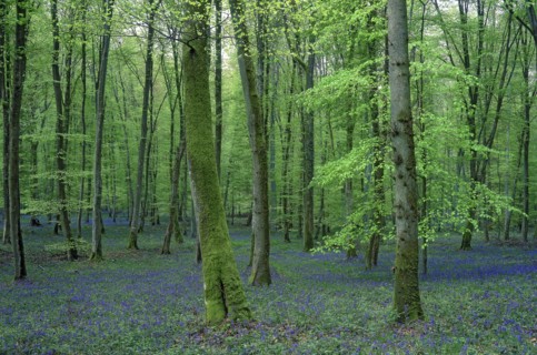 Sous-bois au printemps, Oise