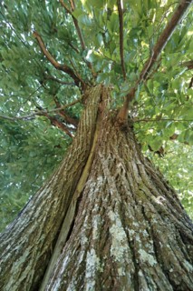 Arbre châtaignier, Lozère
