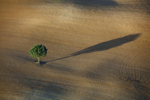 Arbre isolé dans un champ et son ombre portée, Ariège