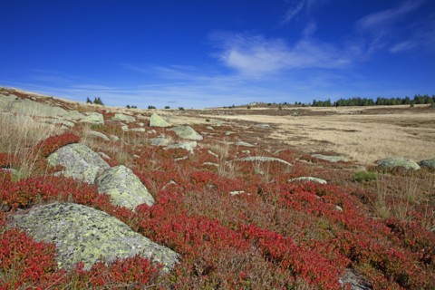 Paysage du Mont Lozère