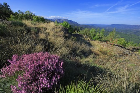 Génolhac, Gard