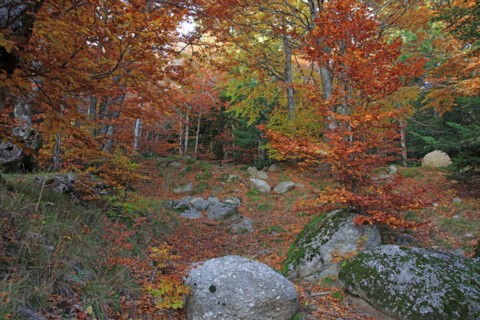 Mont-Lozère, Lozère