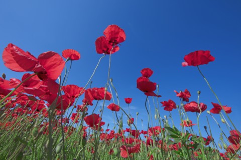 Champ de coquelicots