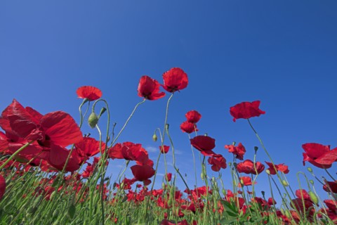 Champ de coquelicots