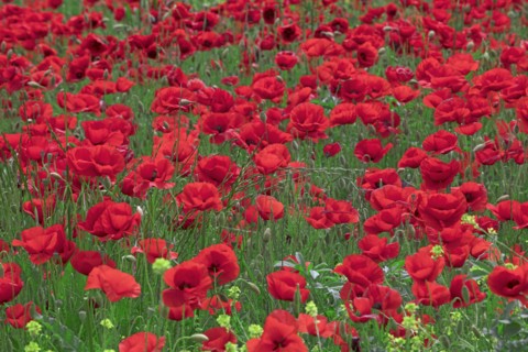 Champ de coquelicots