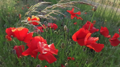 Champ de coquelicots