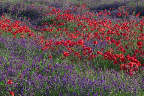 Champ de coquelicots