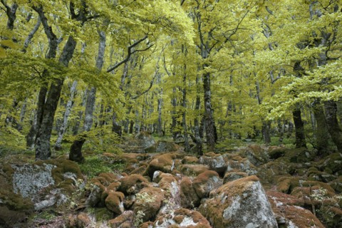Hêtraie, Gard