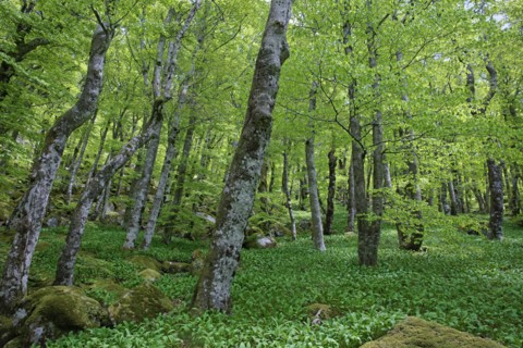 Hêtraie, Gard