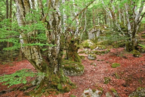 Hêtraie, Gard