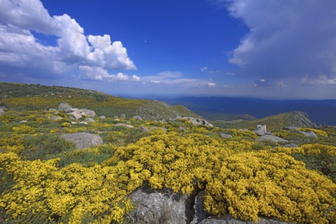 Vialas, Lozère