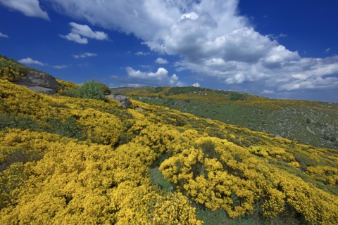 Vialas, Lozère