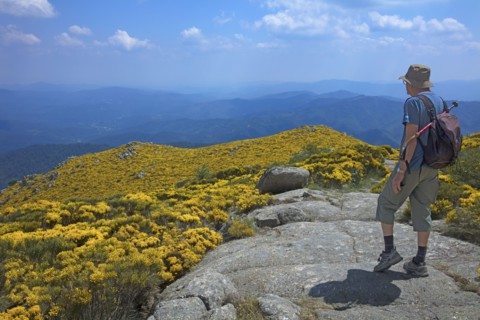 Flowery landscape of the Gard