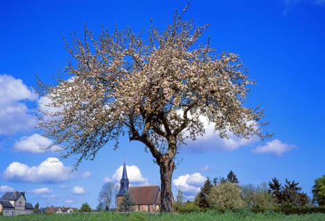Apple tree in bloom, Calvados