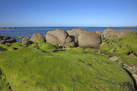 Cosqueville, Manche
