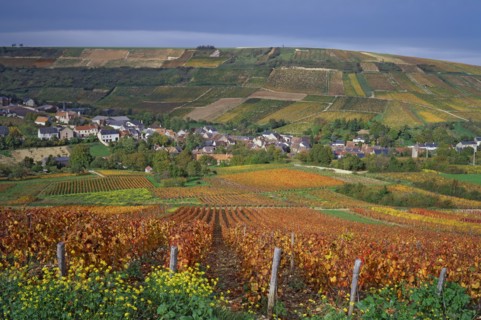 Chavignol, Cher