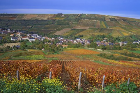 Chavignol, Cher